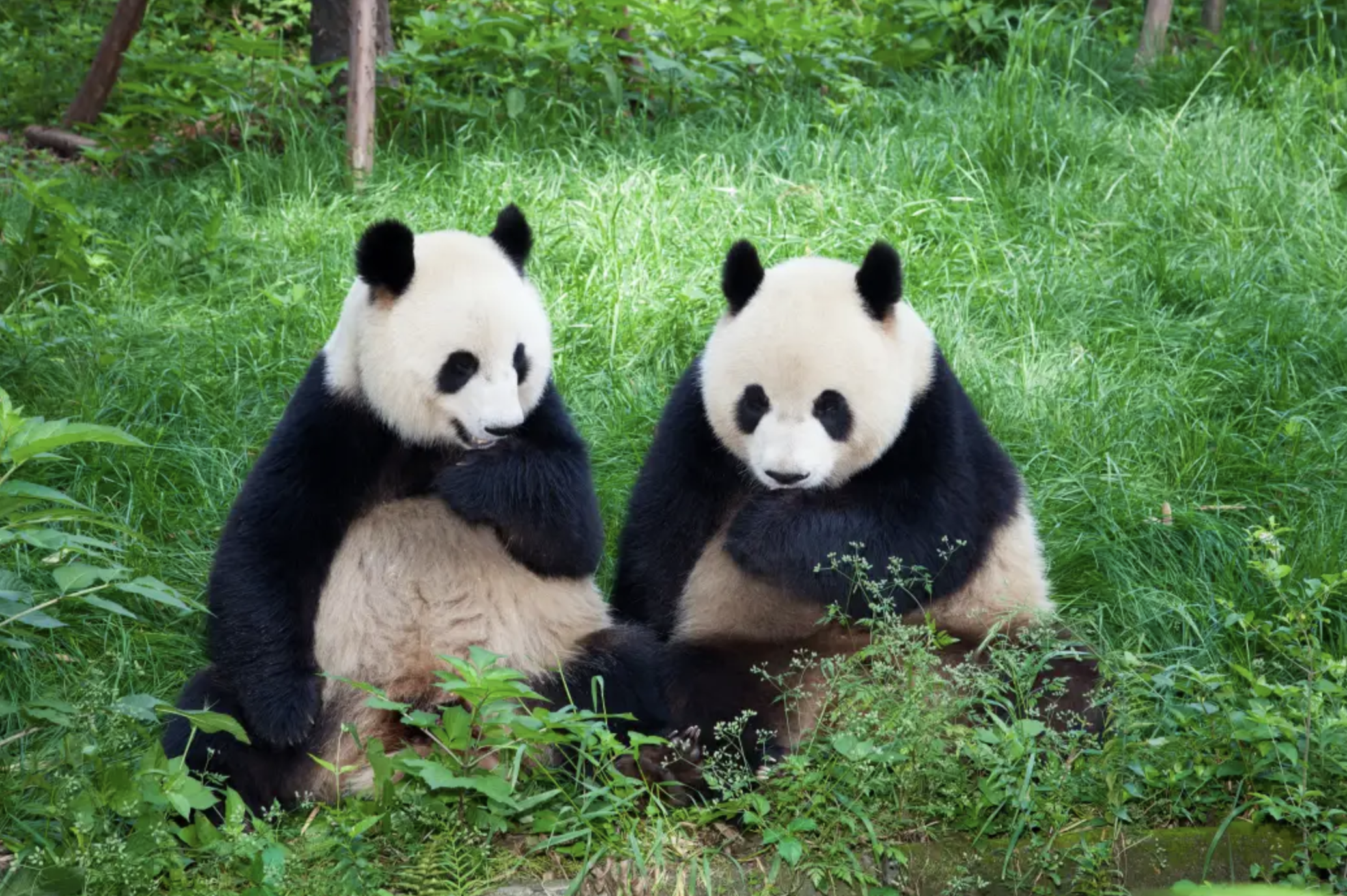 Voyage à Chengdu